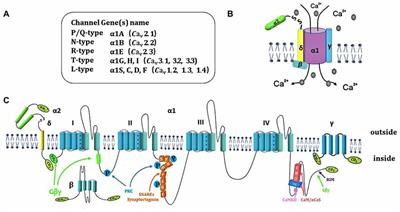 New Insights Into Interactions of Presynaptic Calcium Channel Subtypes and SNARE Proteins in Neurotransmitter Release